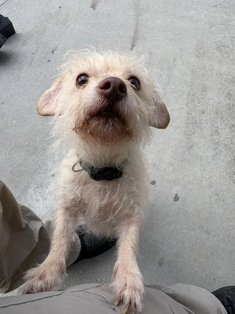 A young small-sized male Apricot / Beige Yorkshire Terrier dog named Fidough for adoption in Ashland, VA