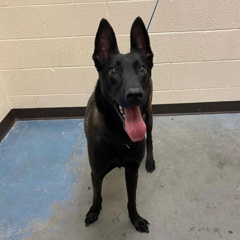 An adult medium-sized female Black Mixed Breed dog named Nova for adoption in Memphis, TN