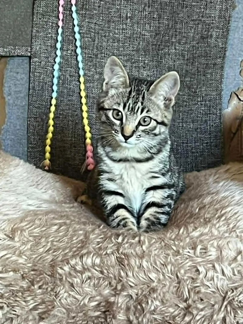 A baby medium-sized male Tabby cat named Parrot for adoption in St. George, UT