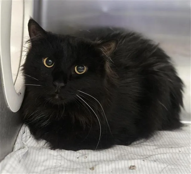 A young small-sized male Domestic Long Hair cat named Golden for adoption in Dallas, TX