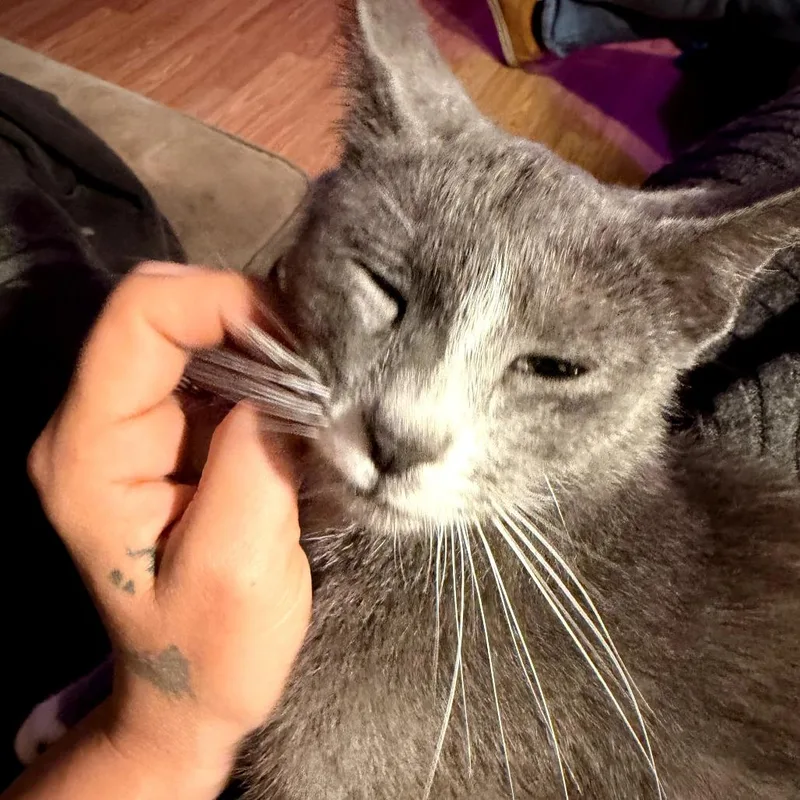 An adult small-sized female Gray / Blue / Silver Domestic Short Hair cat named Vera for adoption in Coos Bay, OR