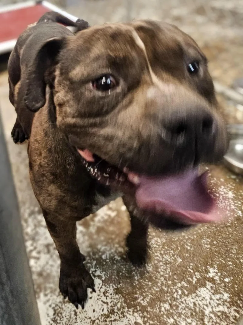An adult medium-sized male Brown / Chocolate Pit Bull Terrier dog named Bull Hold for adoption in Canton, OH