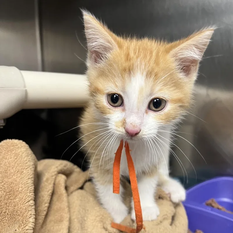 A baby small-sized male Orange / Red Domestic Short Hair cat named Alan for adoption in Mentor, OH