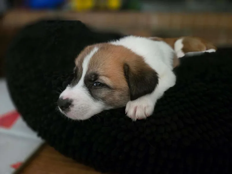 A baby small-sized female Tricolor (Brown, Black, & White) Great Pyrenees dog named Liberty for adoption in Wendell, NC