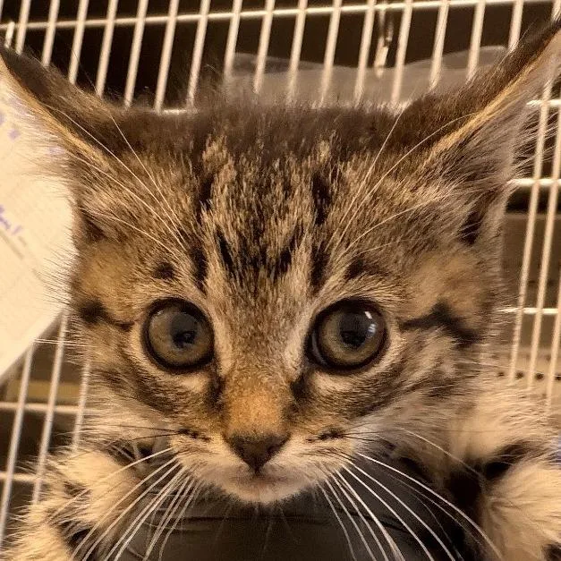 A baby small-sized female Brown / Chocolate Domestic Medium Hair cat named Orchid for adoption in Chatham, VA