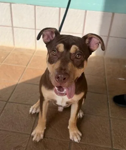A young medium-sized male Pit Bull Terrier dog named Gibby for adoption in Honolulu, HI