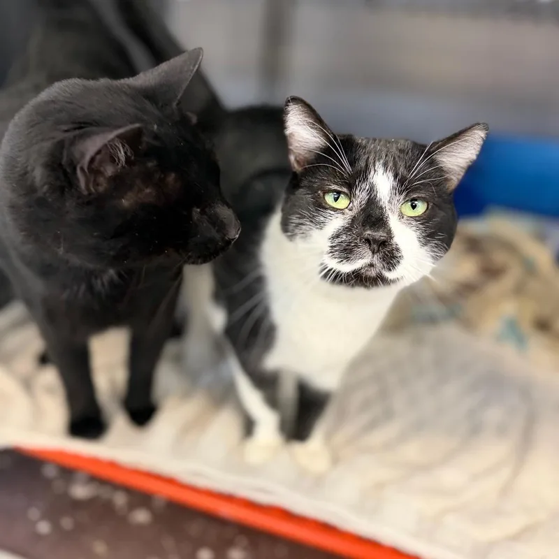 An adult large-sized male Domestic Short Hair cat named Eli&willie for adoption in Portage, MI