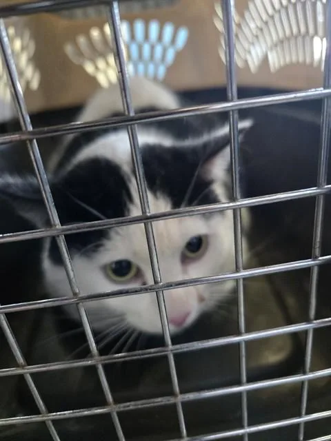 A young medium-sized female Domestic Short Hair cat named Patch for adoption in Casper, WY