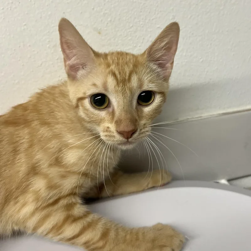 A young medium-sized female Orange / Red Domestic Short Hair cat named Tranquility for adoption in St. Louis, MO