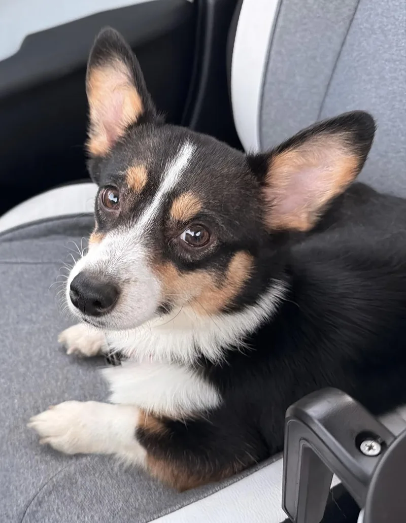 An adult small-sized female Corgi dog named Echo for adoption in Overland Park, KS