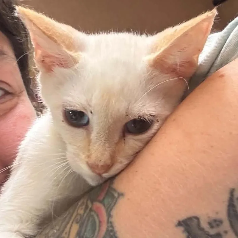 A baby small-sized male Cream / Ivory Domestic Short Hair cat named Yeti for adoption in Las Cruces, NM
