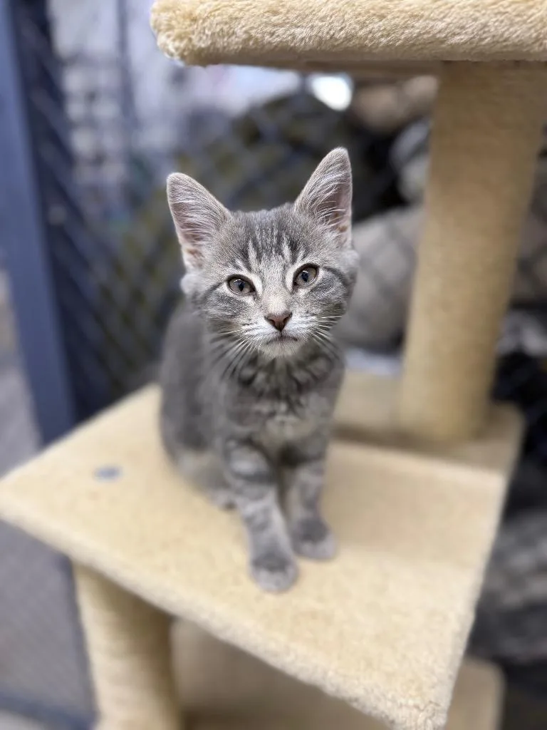 A baby small-sized female Domestic Short Hair cat named Tilly for adoption in Lagrange, IN