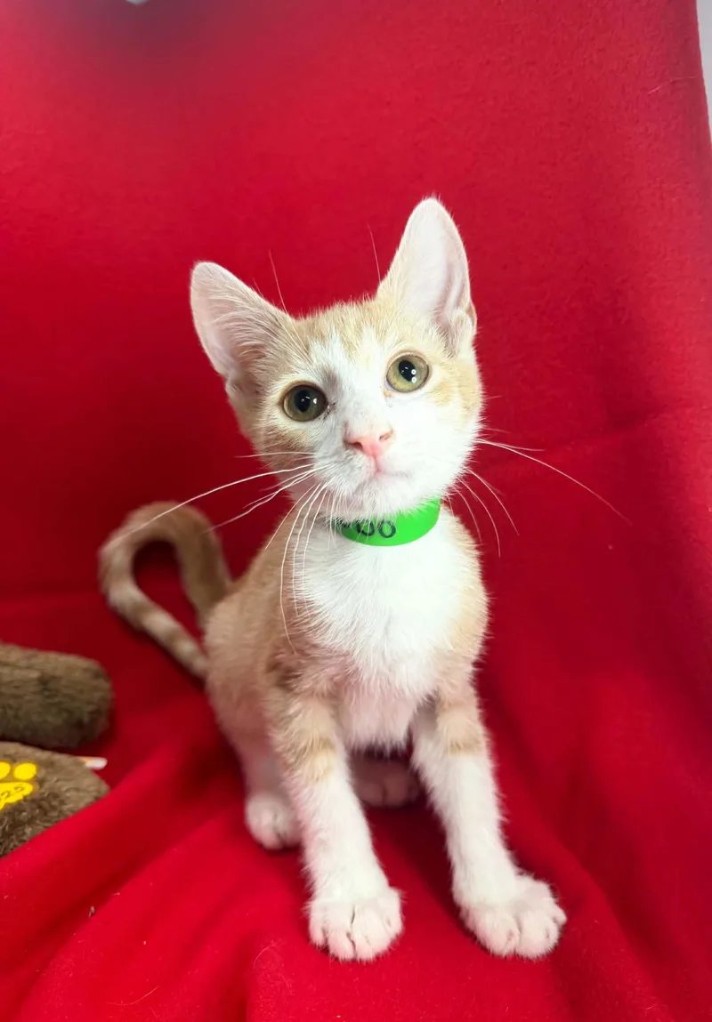 A baby medium-sized male Orange & White Tabby cat named Komodo for adoption in Tavares, FL