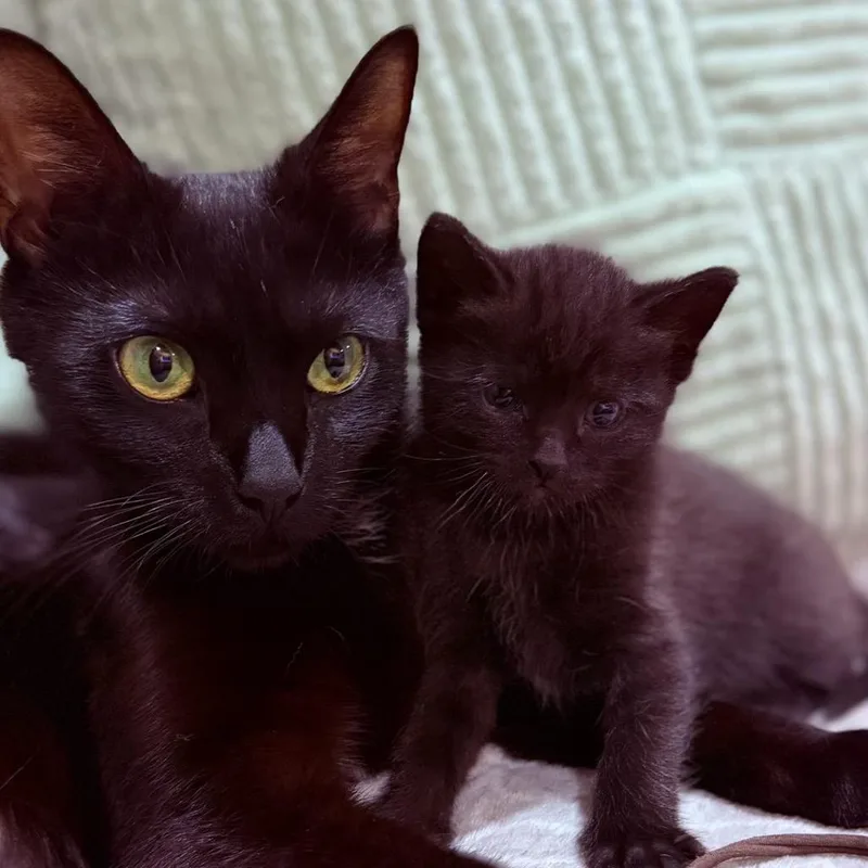 A young small-sized female Black Domestic Short Hair cat named Sabrina for adoption in Oakton, VA