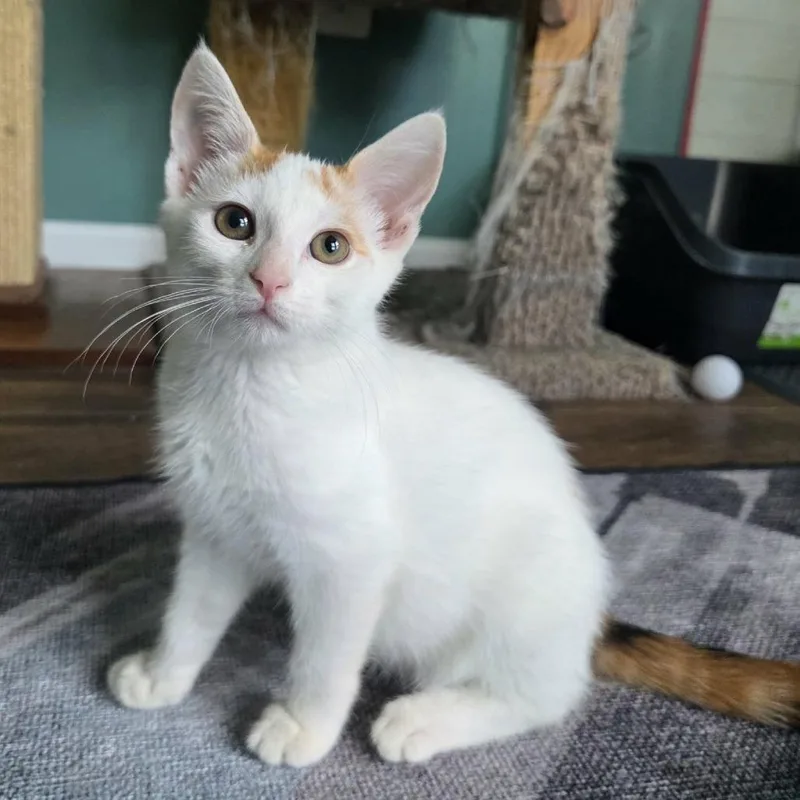 A baby small-sized female Calico Domestic Short Hair cat named Miso for adoption in Reisterstown, MD