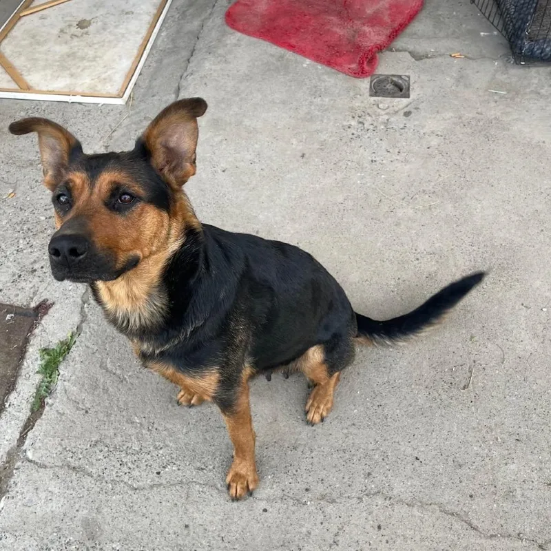 An adult medium-sized female Black German Shepherd Dog dog named Z for adoption in Tacoma, WA