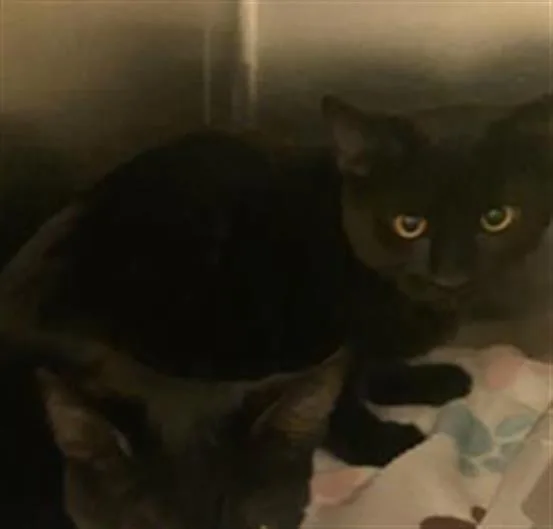 A young medium-sized male Domestic Short Hair cat named Edgrr for adoption in West Valley City, UT