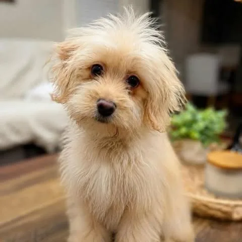 A baby small-sized female Apricot / Beige Miniature Poodle dog named Kiwi for adoption in Alma, WI