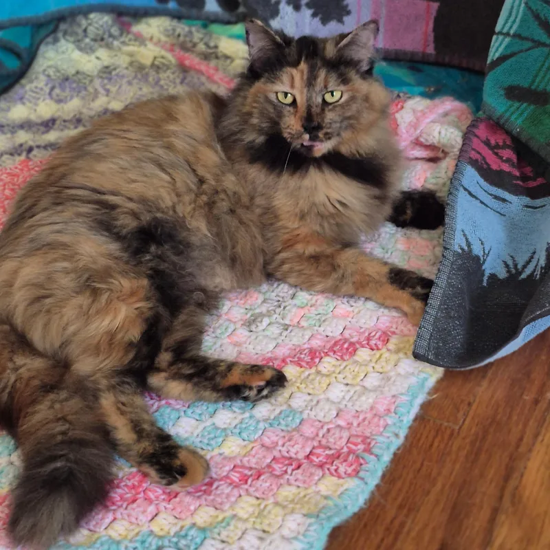 A young medium-sized female Tortoiseshell Domestic Long Hair cat named Color Palette for adoption in Richmond, VA