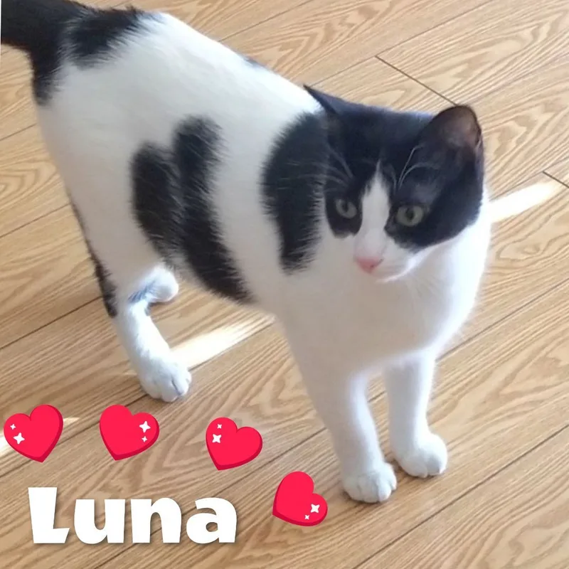 Luna thumbnail 2