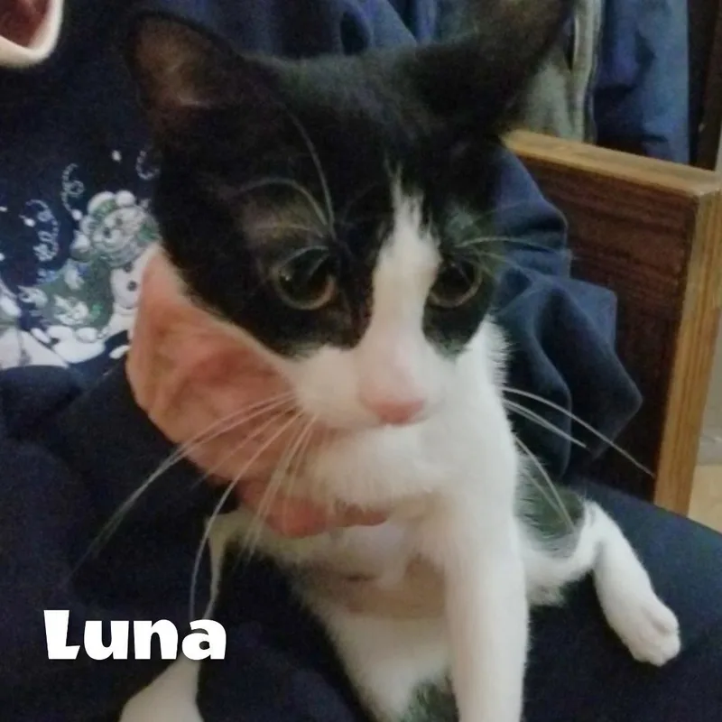 Luna thumbnail 4