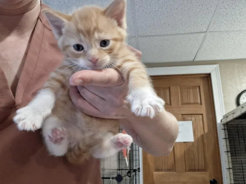 A baby small-sized male Domestic Short Hair cat named Salami G. for adoption in Peoria, IL