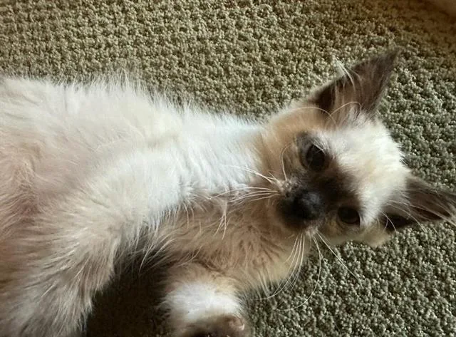 A baby small-sized male Domestic Long Hair cat named A for adoption in Chula Vista, CA