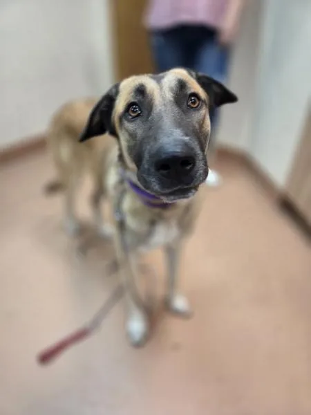 A young large-sized female Anatolian Shepherd dog named Mya for adoption in Kennewick, WA