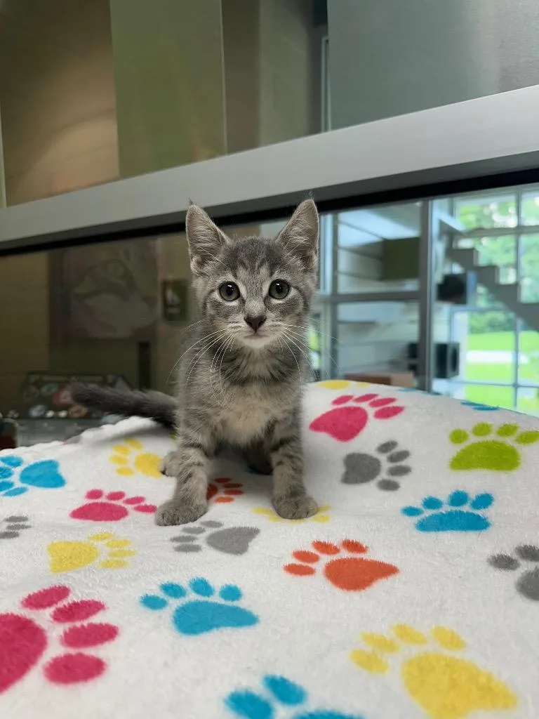 A baby medium-sized male Domestic Short Hair cat named Meatball for adoption in Johnson City, TN