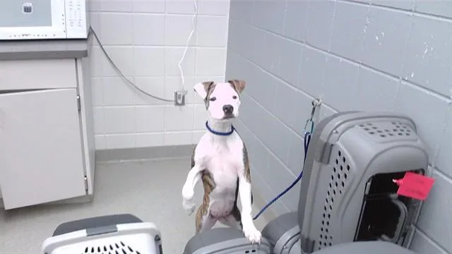A young small-sized female Boxer dog named Zora for adoption in Omaha, NE