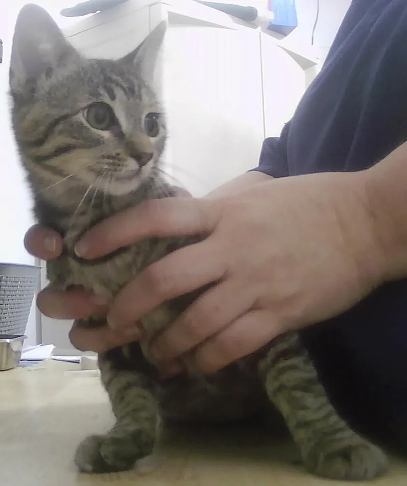 A baby small-sized female Domestic Short Hair cat named Thimble for adoption in Anoka, MN