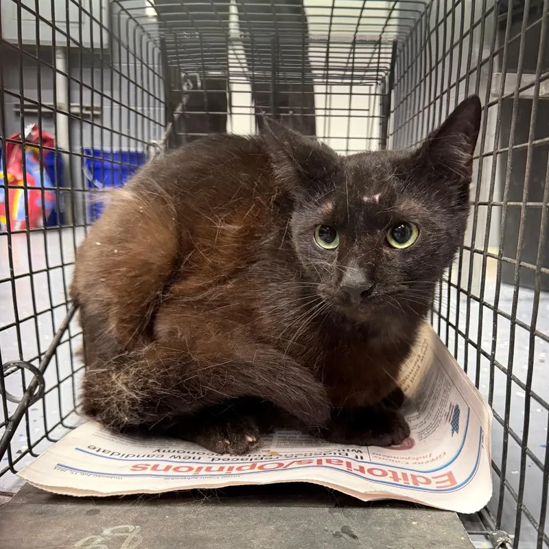An adult small-sized male Black Domestic Short Hair cat named Bravo for adoption in Tuscaloosa, AL