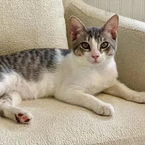 A baby medium-sized male White Manx cat named Bentley for adoption in Jupiter, FL