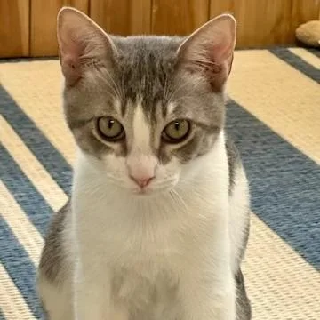 Bentley thumbnail 2