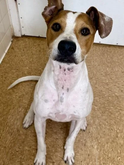 Strawberry thumbnail 2