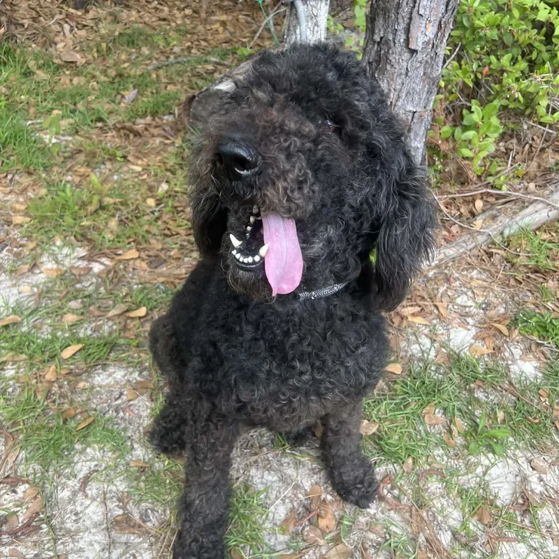 An adult medium-sized male Poodle dog named Levi Home Visit for adoption in Hartland, WI