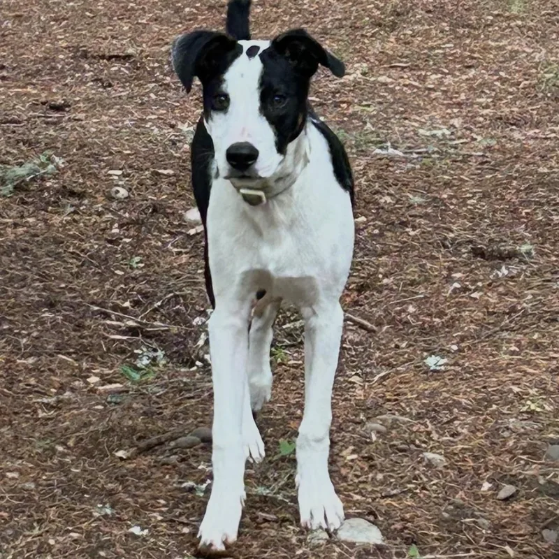 A baby medium-sized male Harlequin Jack Russell Terrier dog named Murphy for adoption in Olympia, WA