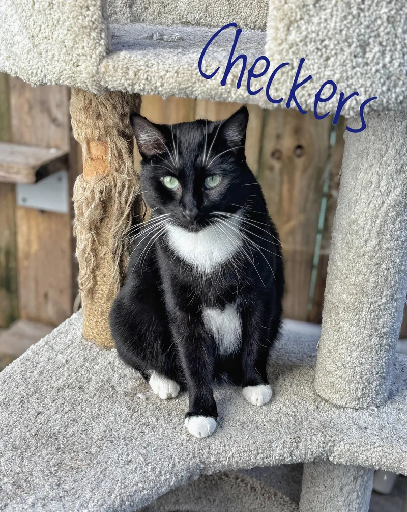 Checkers CCHS