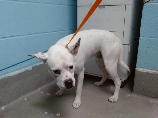 A young medium-sized male Portuguese Podengo dog named Spot for adoption in Albuquerque, NM