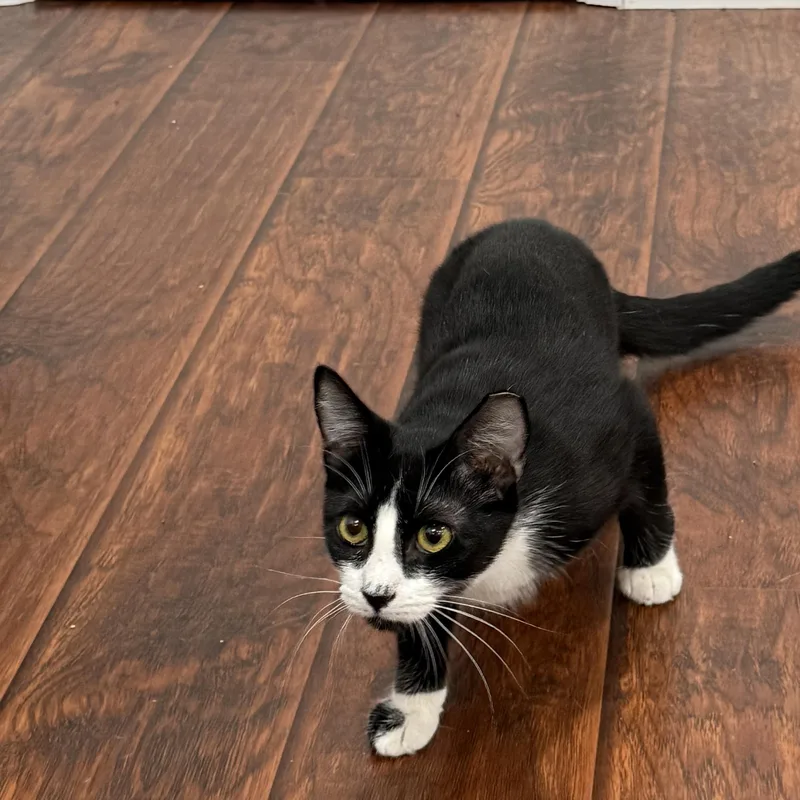A baby small-sized male Black & White / Tuxedo Tuxedo cat named Scooter for adoption in Fresno, CA