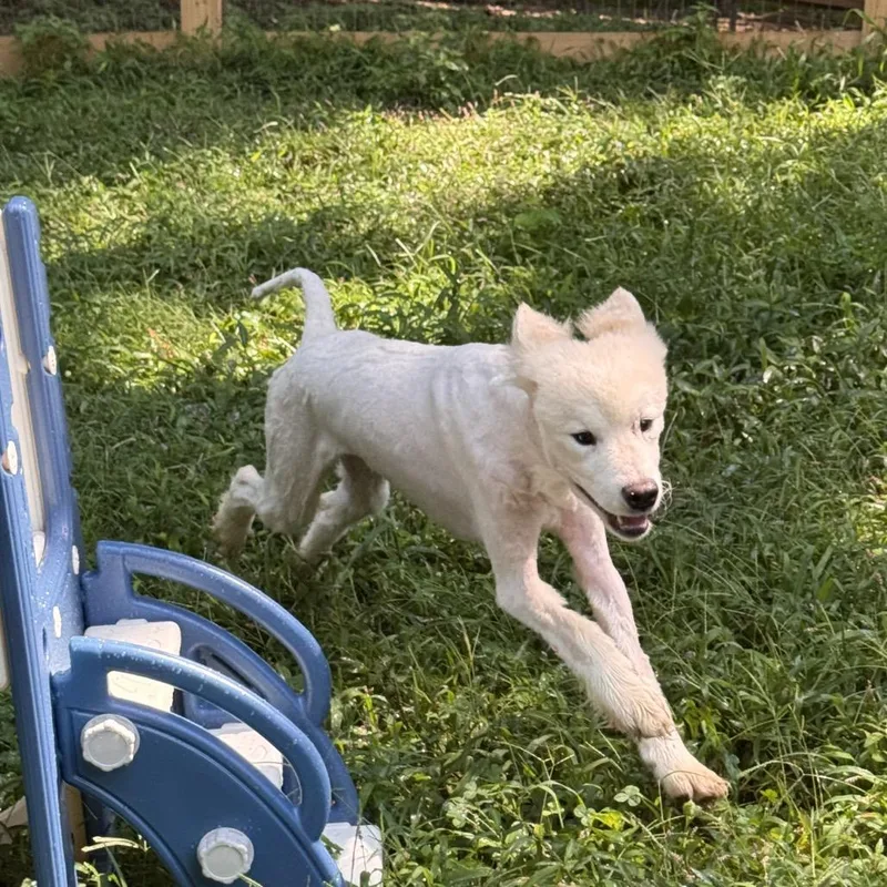 An adult medium-sized male White / Cream Samoyed dog named Kota for adoption in West Chester, PA