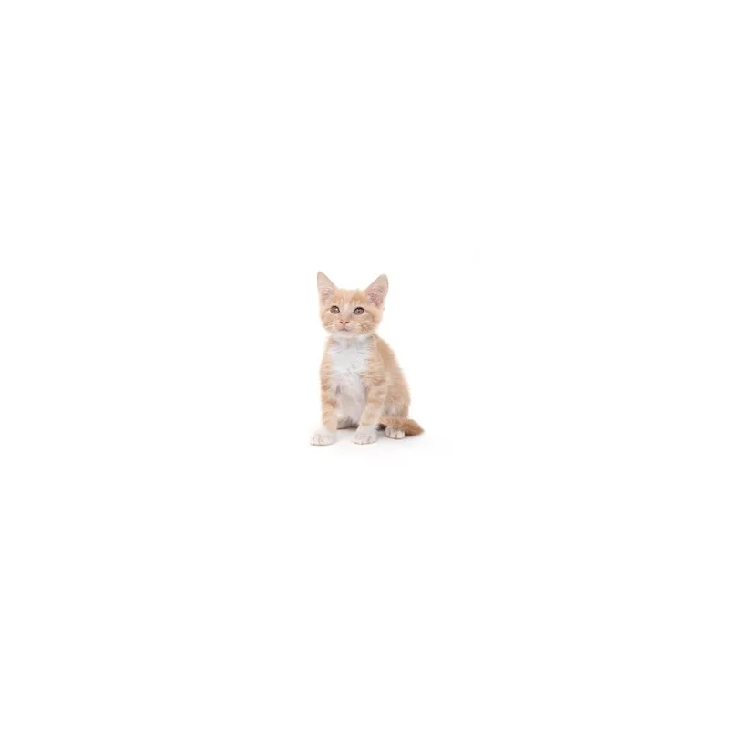 A baby small-sized male Orange / Red Domestic Short Hair cat named Gordo for adoption in Playa Vista, CA