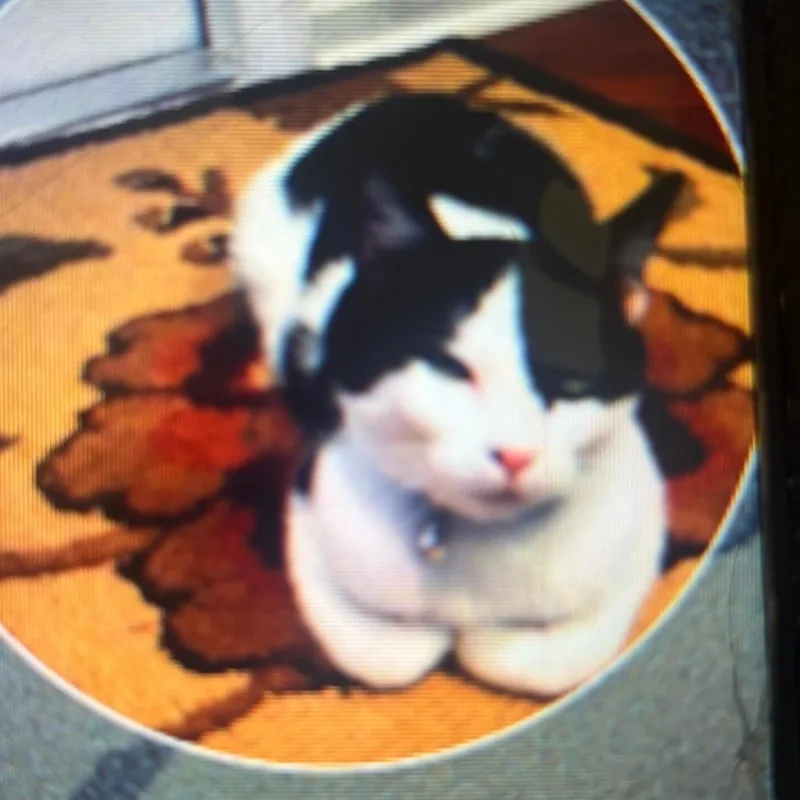 A senior large-sized female Domestic Short Hair cat named Jink for adoption in West Palm Beach, FL