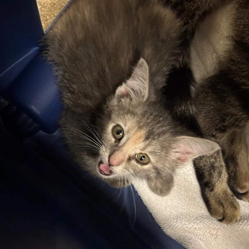 A baby small-sized female Gray / Blue / Silver Domestic Short Hair cat named Stephanie for adoption in Bristol, IN