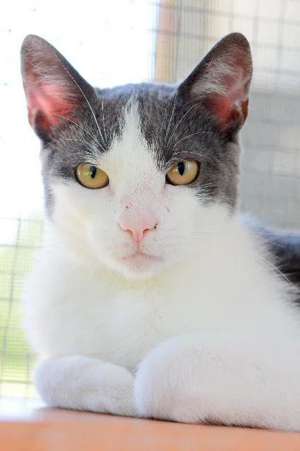 A senior small-sized female Domestic Short Hair cat named Miss P for adoption in Berlin, MD