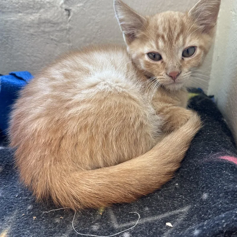 A baby small-sized male Tabby (Orange / Red) Domestic Short Hair cat named Jack for adoption in Manassas, VA