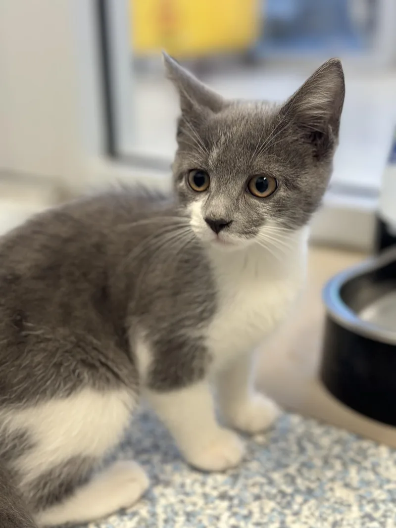 A baby small-sized female Domestic Short Hair cat named Martina for adoption in Stafford, VA