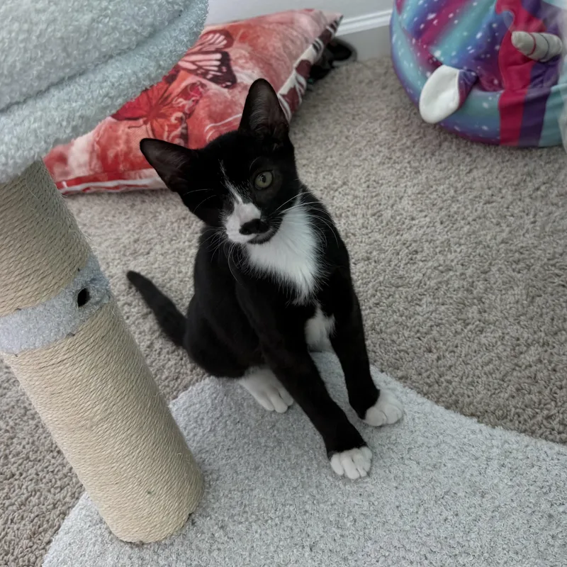 A baby medium-sized male Black & White / Tuxedo Domestic Short Hair cat named Louie for adoption in jacksonville, FL