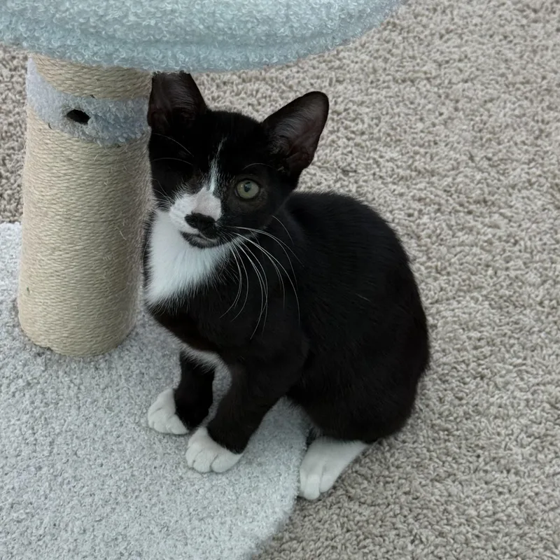 Louie thumbnail 5