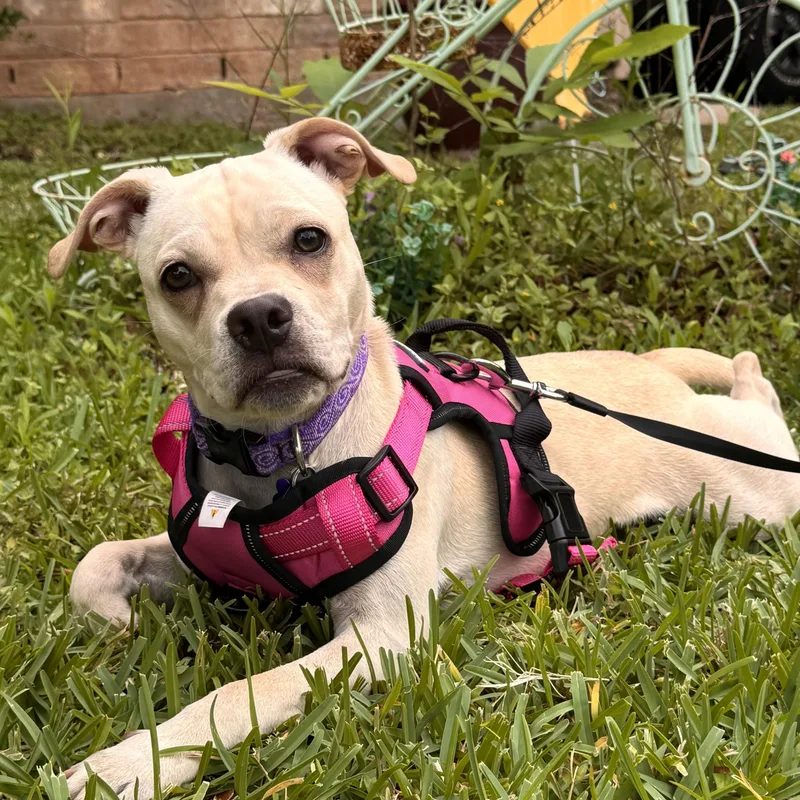A young small-sized female Pug dog named Mari for adoption in Sugar Land, TX